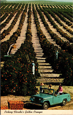 Postcard  Picking Floridas Golden Oranges Florida [cj] picture