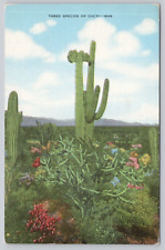 Postcard Three Species of Cacti Linen picture