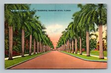 Palm Avenue In The Wonderful Sunshine State, Florida Postcard picture
