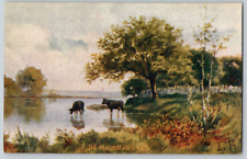 Antique Artist Postcard~ Cows The Merrimac River~ Massachusetts~ Artist Signed picture