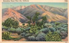 Vintage Postcard 1939 Interesting Coachella Desert Near Indio Plant Life Calif. picture