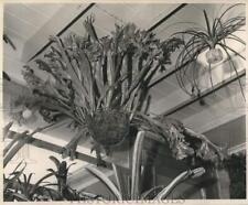 1964 Press Photo Elkhorn plant hanging in wire basket at Emory Ornelle's home picture