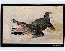 Postcard The alligator picture