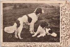 Two Gordon Setters Dogs Wrench Series 1858 c1904 Postcard H21 picture