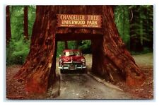 Postcard Chandelier Drive-Thru Tree, CA N3 picture