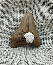 Ancient Megalodon Shark Tooth picture