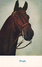 Firefly Dark Brown Horse Racehorse Postcard circa 1950s picture