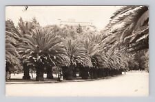 Postcard RPPC Mexico City? Palm lined street view posted 1941 picture