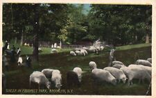 Postcard NY Brooklyn Sheep in Prospect Park Posted 1919 Vintage PC J9640 picture