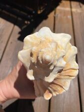 Natural Large  7.5 Inch Lightning Whelk Conch Seashell - Nautical Decor Vintage picture