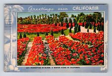 CA-California, Poinsettias In Bloom, Winter Scene, Vintage c1952 Postcard picture