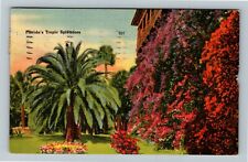 FL-Florida, Florida's Tropic Splendors, Scenic Garden View, Vintage Postcard picture