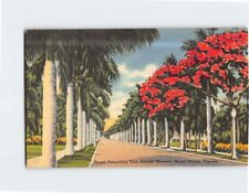 Postcard Royal Poinciana Tree Amidst Majestic Royal Palms Florida USA picture