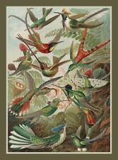 Beautiful Hummingbird fridge magnet, Vintage Bird art magnet picture