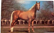 Old Postcard Beautiful Palomino Purebred Horse Plastichrome Card RPPC Unposted picture