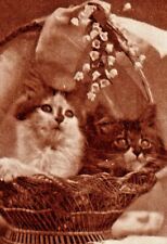 c1910 Two Kittens In A Basket, antique postcard, flowers, cute, Hampton, CT picture