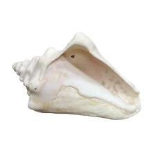 Horned Conch Shell Natural Beach House Decor Cream 8.5
