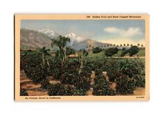 Vintage CA Postcard: Orange Grove & Snow-Capped Mountains #526 picture