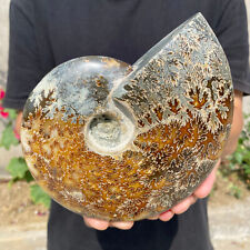 2.3lb Large Rare Natural Ammonite Fossil Conch Crystal Specimen Healing picture