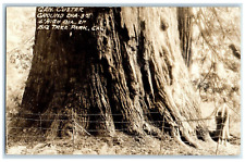 c1930's Gen. Custer Ground Big Tree Park California CA RPPC Photo Postcard picture