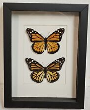 Real framed Monarch butterflies(M&F) from Costa rica picture