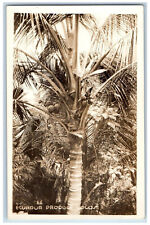 Ecuador Postcard View of Tree Producing Cocos c1920's Antique RPPC Photo picture