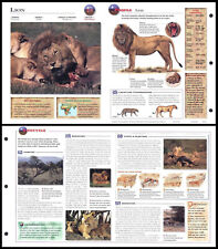 Fold-Out Sheet - Lion - 24 picture