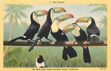 Postcard 1940s California Catalina Island San Diego Toucans Bird Park 24-5107 picture
