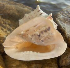 HUGE Perfect Natural Horned Queen Helmet Conch Shell picture