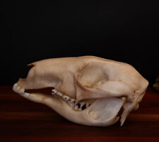 Kangaroo Skull-Replica - Resin Printed High Quality Piece - FREE delivery world picture