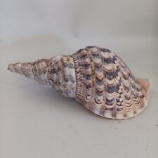 Triton's Trumpet Charonia Tritonis Conch Natural Seashell Shell 11