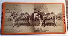 StereoView Photo Card 1870s Germany Framing Work Horse Gorlitz Robert SCHOLS picture