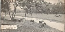 Hershey PA~Milk Chocolate Company Herd~Cows in Clover~c1910 Candy Bar Postcard picture