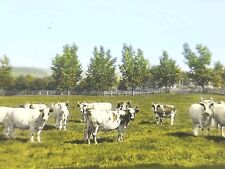 Dairy Herd Ambrose Clark Near Cooperstown NY Magic Lantern Glass Slide 1924 picture