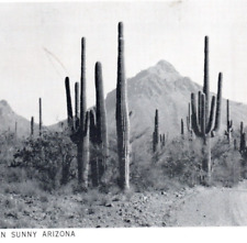 Vintage Postcard Southern AZ Cactus Desert Scene Arizona Mountain B & W -J2-54 picture