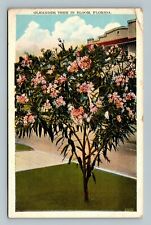 Florida FL Oleander Tree In Blossom Postcard picture