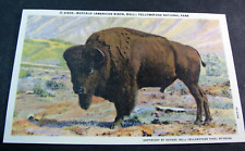 Old Post Card Yellowstone Park-American Bison, Bull Unused PL20 picture