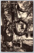 Postcard Fryeburg's Famous Doughnut Tree, Maine V102 picture