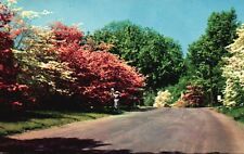 Flowering Dogwood Trees on a Connecticut Road, CT, 1955 Vintage Postcard a9175 picture