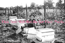 SU 2727 - Beekeeping Apiary, Sandpit Farm, Croydon, Surrey c1910 picture