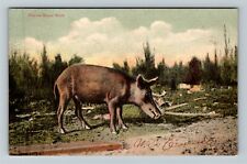 Animals -Florida Razor Back, Feral Pig In The Wild, c1907 Vintage Postcard picture
