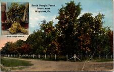 Postcard Waycross Georgia - South Georgia Pecan Grove picture