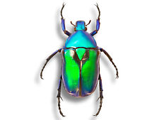 Real Cetoniidae Rhomborrhina chatanayi Lrg Metallic Beetle Insect Unmounted USA picture