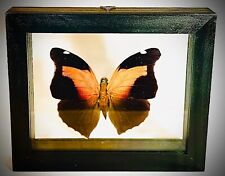 Real Butterfly in black frame double glass A+ grade specimen picture