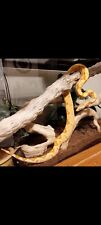 Fresh 5' Shed Snake Skin From Lucifer My Albino Boa Constrictor With 666 Patern picture