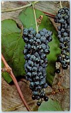 Postcard - Summer Grape (wild grape) Vitis aestivalis picture