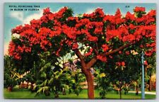 Florida, Royal Poinciana Tree In Bloom, Antique, Vintage Postcard picture