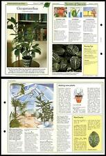 Geogenanthus #87 Unusual Success With House Plants 1990 Fold-Out Card picture