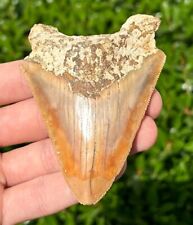 Indonesian Megalodon Sharks Tooth NICE 3.5” Fossil Natural Megladon Indonesia picture