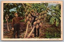 Giant Papaya Miami Florida Tropical Fruits Linen Cancel 1936 Vintage PM Postcard picture